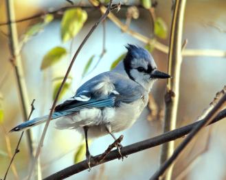 (Rumpled Blue Jay, Julia Warner)
