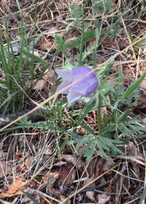 Pasque Flower